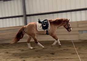 Quarter Horse (Quarter Horse, Gelding) in Temple, NH