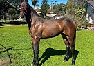 Andalusian - Horse for Sale in SAN DIEGO, CA 92021
