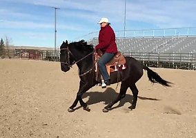 Lusitano (Lusitano, Gelding) in Ocala, WY