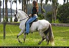 Gorgeous Classic Fino Stallion A... Paso Fino Stallion