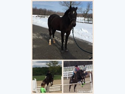 2004 Hanoverian/ Quarter Horse