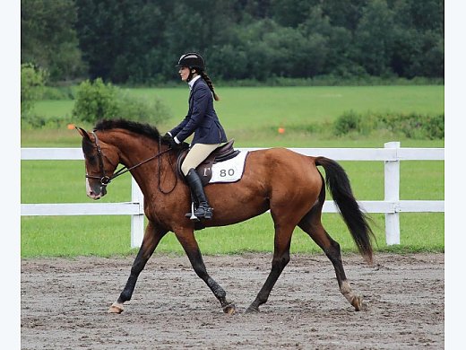 8 YO EQ/Jumper Oldenburg Mare