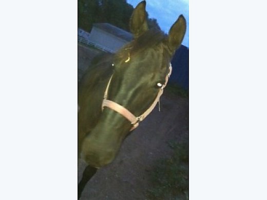Beautiful Black Gelding
