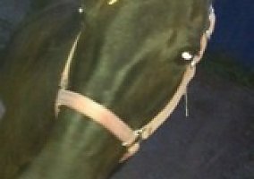 Quarter Horse (Quarter Horse, Gelding) in Shelbyville, MI