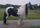 VIVI - Mare in Auburn Twp, OH VIVI - Mare in Auburn Twp, OH
