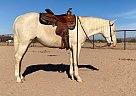 Quarter Horse - Horse for Sale in New RIver, AZ 85087