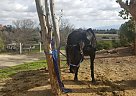 Morgan - Horse for Sale in Temecula, CA 92590 Morgan - Horse for Sale in Temecula, CA 92590