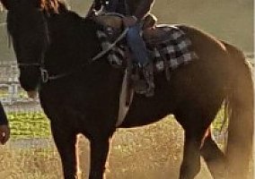 Morgan (Morgan, Stallion) in Temecula, CA