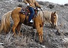 Missouri Fox Trotter - Horse for Sale in Laporte, CO 80535 Missouri Fox Trotter - Horse for Sale in Laporte, CO 80535