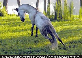 Paso Fino (Paso Fino, Stallion) in Tampa, FL