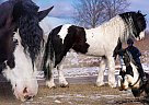 Gypsy Vanner - Horse for Sale in Bogard, MO 64622