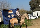 Andalusian - Horse for Sale in , CA 93309