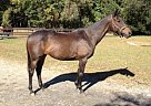 Thoroughbred - Horse for Sale in Cortlandt, NY 10567