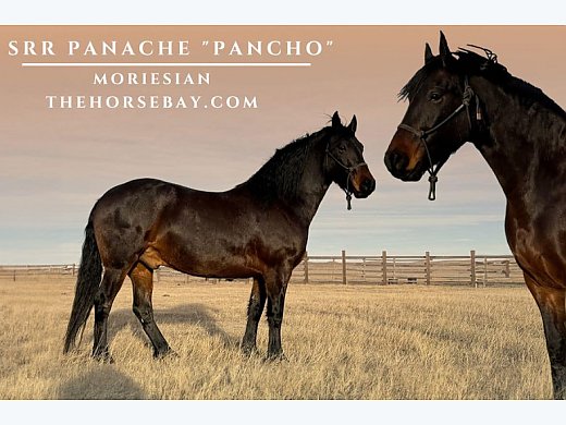 Moriesian Gelding