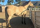 Andalusian - Horse for Sale in SAN DIEGO, CA 92021