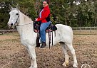 Percheron - Horse for Sale in Ocala, FL 34480