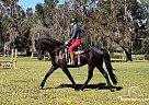 Friesian - Horse for Sale in Ocala, FL 34480 Friesian - Horse for Sale in Ocala, FL 34480