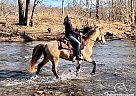 Rocky Mountain - Horse for Sale in Alvaton, KY 42122
