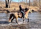 Rocky Mountain - Horse for Sale in Alvaton, KY 42122 Rocky Mountain - Horse for Sale in Alvaton, KY 42122