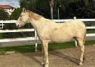 Andalusian - Horse for Sale in SAN DIEGO, CA 92021