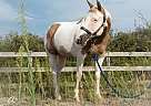 Paint - Horse for Sale in Lockport, NY 14094 Paint - Horse for Sale in Lockport, NY 14094