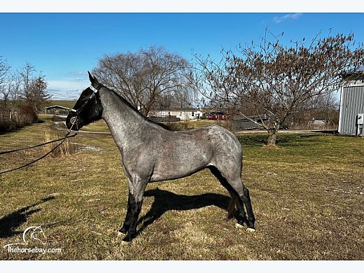 Trail Gaited Driving Gelding