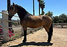 Friesian - Horse for Sale in SAN DIEGO, CA 92021