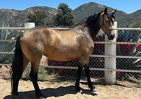 Yara (Friesian, Mare) in San Diego, CA