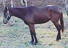 Carlos - Gelding in Duck River, TN Carlos - Gelding in Duck River, TN