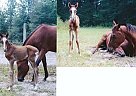 Half Arabian - Horse for Sale in Gainesville, FL 
