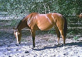 Arabian (Arabian, Mare) in Gainesville, FL