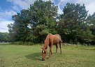 Quarter Horse - Horse for Sale in Huntsville, TX 77320