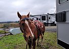 Quarter Horse - Horse for Sale in Arlington, WA 98223