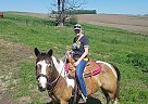 Fancy - Mare in Clemons, IA Fancy - Mare in Clemons, IA