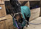 Winston - Gelding in Westfield, MA Winston - Gelding in Westfield, MA