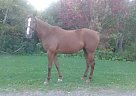 Thoroughbred - Horse for Sale in Stanhope, PE C0A 1T