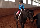 Pony - Horse for Sale in Stanhope, PE C0A 1T Pony - Horse for Sale in Stanhope, PE C0A 1T