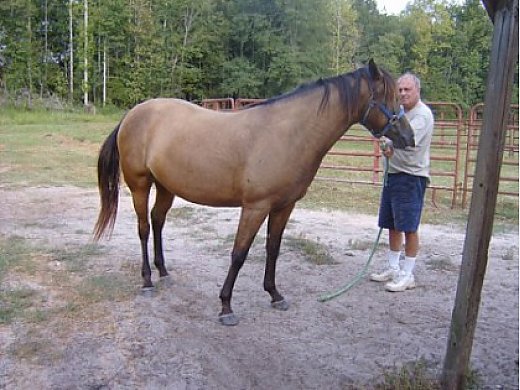 Quarter Horse For Sale