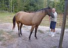 Quarter Horse - Horse for Sale in Fitzgerald, GA 31750