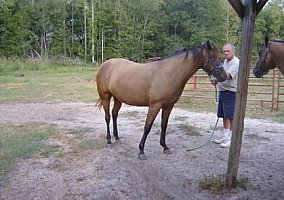 Quarter Horse (Quarter Horse, Mare) in Fitzgerald, GA