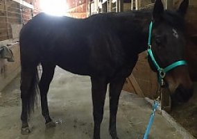 Quarter Horse (Quarter Horse, Mare) in Mooresville, IN