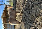 Tennessee Walking - Horse for Sale in McEwen, TN 37101 Tennessee Walking - Horse for Sale in McEwen, TN 37101