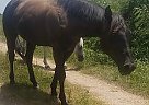 Quarter Horse - Horse for Sale in Wharton, TX 77488