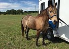 Quarter Horse Gelding for Sale in Richmond, Texas Quarter Horse Gelding for Sale in Richmond, Texas