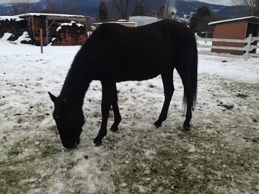 19Month Old Quarter Horse Appaloosa