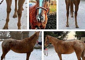 Appaloosa (Appaloosa, Mare) in Lagrange, IN