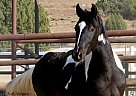 Justified - Gelding in Palmdale, CA Justified - Gelding in Palmdale, CA