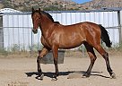 Galicia Moon - Mare in Palmdale, CA Galicia Moon - Mare in Palmdale, CA