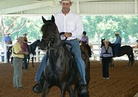 Paso Fino (Paso Fino, Mare) in Floral City, FL