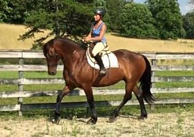 Friesian (Friesian, Gelding) in Signal Mountain, TN